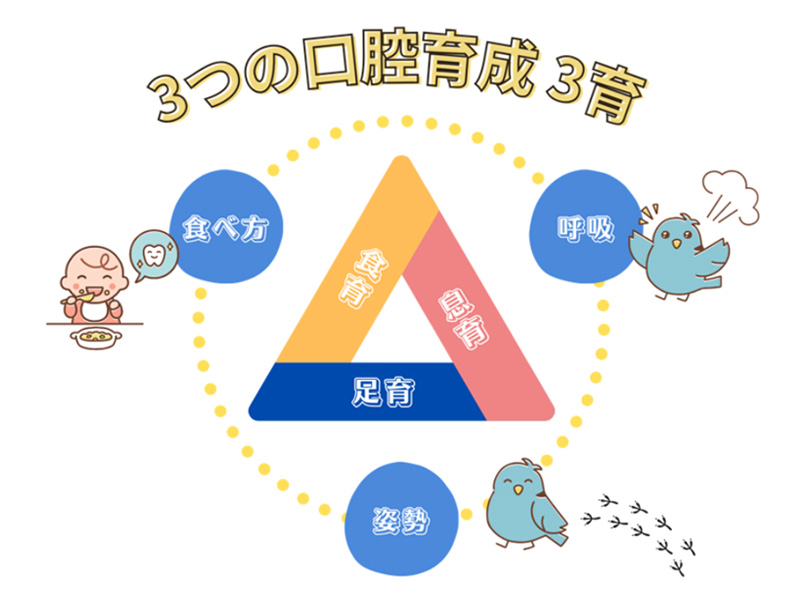 3つの口腔育成 3育